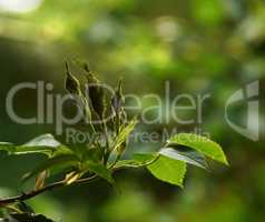 Closeup of budding Dog roses on a summers day with a blurry background and copyspace. Zoom on rose buds growing in a landscape area or garden. Blooming flowers useful for essential oil and fragrance