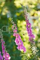 Pollinating bumble bee flying towards foxglove flowers in a garden. Blossoming digitalis purpurea in full bloom in a field during summer or spring. Beautiful purple plant with a green stem in nature