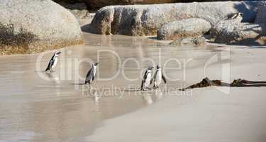 Group of black footed penguins at Boulders Beach, South Africa waddling on a sandy wet shore. Colony of cute, endangered jackass or cape penguins from the spheniscus demersus species.