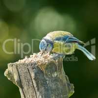 The Blue Tit. The Eurasian blue tit is a small passerine bird in the tit family Paridae. The bird is easily recognisable by its blue and yellow plumage..