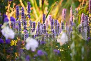 Blooming Hyssop plants in a garden. Lupine field with white flowers and mixed plants on a sunny day. Selective focus on lavender lupine plant. Summer flowering lupins and other flowers in a meadow.