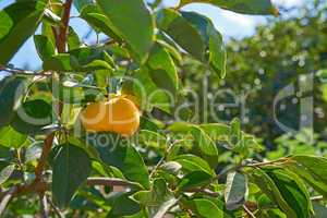 A golden or yellow peach growing on a fruit tree or crop plant branch outdoors on a summer or spring day. Ripe harvest or organic food hanging on a lush green bush of a farm, plantation, or garden