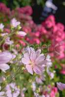 Closeup of fresh Musk Mallow growing in lush green garden with copyspace. A bunch of pink field flowers, beauty in nature and peaceful ambience of outdoors. Garden picked blooms in zen backyard