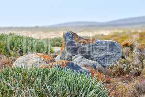 Fynbos plants growing in remote landscape around granite rock in Cape Town, South Africa. Scenic view of detailed environment and copyspace background. Nature reserve of indigenous succulents