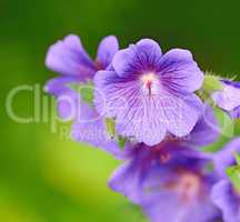 Closeup of purple Cranesbill flowers on green background. Petal details of geranium perennial flowering plant growing in a garden. Pretty colorful gardening blossoms for outdoor landscaping in spring