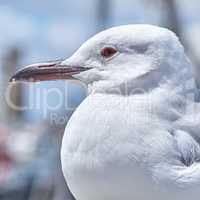 Closeup of a pure white seagull at the beach with a sharp beak and beautiful eyes. A bird in its habitat and environment looking to the side outdoors in nature on a summer day