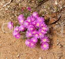 Colorful pink flowers growing on dry land. Fynbos in Table Mountain National Park, Cape of Good Hope, South Africa. Closeup from above of fine bush indigenous plants growing in a natural environment