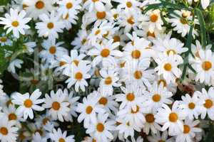 Daisy flowers growing in green garden outside in summer. Marguerite flowering plants on grassy field in spring from above. Beautiful white flowers blooming in park in nature for insects to pollinate