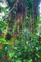 Tall tree with wild vines and shoots growing in a green forest in Hawaii, USA. A peaceful rainforest in nature with scenic views of natural patterns and textures, zen and beauty hidden in a jungle