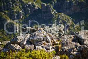Large rocks on a mountain with lots of greenery. Closeup of rocky Lions Head mountain during summer in Cape Town, South Africa. Big stones with green shrubs and bushes near a hiking trial