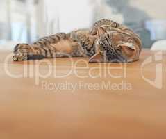 Copyspace with a cute cat sleeping. Adorable domestic tabby kitten taking a cosy nap. Comfortable, soft and cuddly feline pet fast asleep while enjoying a lazy afternoon snooze. Tired kitty relaxing