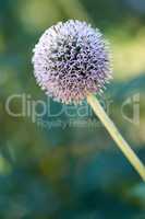 Closeup of a wild globe thistle flower blossoming and blooming for insect pollination in a private and secluded home garden. Textured detail of a flowering echinops with a bokeh copy space background