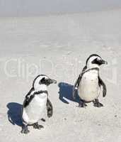 Two black footed African penguins standing on a sandy beach in a breeding colony and coast conservation reserve. Cute endangered waterbirds, aquatic sea and ocean wildlife, protected for tourism