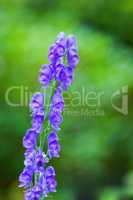 Foxglove or Digitalis Purpurea in full bloom with lush green trees in the background. Purple flower blossoms in a backyard garden on a summer or spring day. Closeup of a growing plant or flowerhead