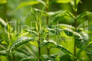 Closeup of lush green herb and plant growing on a stem in a home garden. Group of vibrant leaves on stalks blooming in a backyard or farm. Passionate about horticulture and agriculture with flora
