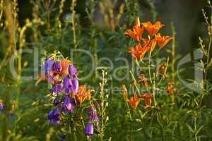 Colorful flower forest on a fresh beautiful morning, many flowers trees growing on a field. Quiet, peaceful nature in harmony with zen and soothing ambience. Tranquil, silent woods or garden