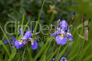 Closeup of blue iris sibirica growing on green stems or stalks against bokeh background in home garden. Two vibrant herbaceous perennials flowers blossoming and blooming in backyard or remote meadow