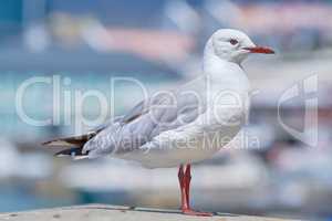 A red billed gull standing on a city dock against a blurred background with copy space. Closeup birdwatching of a white, grey seagull bird with beautiful feather textures near a harbor