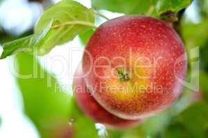 Closeup of two red apples growing on an apple tree branch on sustainable orchard farm in remote countryside with bokeh background. Farming fresh, healthy snack fruit for export, nutrition, vitamins