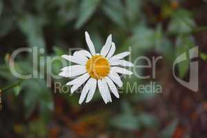 Closeup of one white daisy Marguerite flower blooming in a garden with copy space. Details of pretty bright flower petal textures outdoor. Gardening perennial plant for yard decoration or landscaping