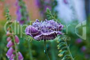 Flowers of purple-colored poppies bloom in a wild field. Beautiful field of poppies with selective focus. Colorful purple poppies in soft light. Glade of violet poppies surrounded by different plants