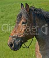 A beautiful brown majestic horse roaming outdoor on a lush field during the daytime. Closeup of a grown mare standing on in green meadow field on a breeding farm with a harness tied to its face.