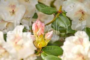 Rhododendron is a genus of 1,024 species of woody plants in the heath family, either evergreen or deciduous, and found mainly in Asia, although it is also widespread throughout the Southern Highlands of the Appalachian Mountains of North America.