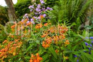 Peacock flowers or caesalpinia pulcherrima growing in a garden outdoors. Closeup of beautiful bright orange flowering plants with lush green leaves blooming in nature during a sunny day in spring