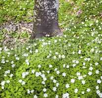 Flower field by a tree trunk in a forest in spring. Beautiful landscape of many wood anemone flowers growing in a meadow. Lots of pretty white flowering plant or wild flowers in a nature environment