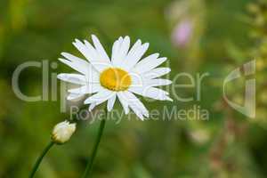 One daisy flower growing in a field in summer. Marguerite plants blooming on a green field in spring from above. Top view of a white flower blossoming in a garden. Pretty flora flourishing in nature