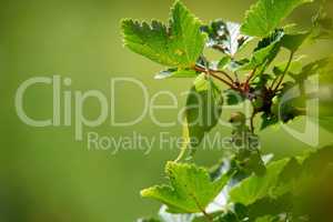 Closeup of unripe green currants on leafy branch against green blurry background in nature. Red or black berries growing in meadow in early spring. Small fruits of a wild bush outside with copyspace