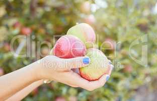 Apple farmer holding apples freshly picked from an orchard farm. Showing ripe fruit for harvest production, the import and export industry. Healthy seasonal organic produce for nutrition and vitamins