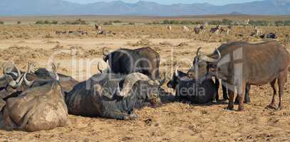 A herd of wild African Buffalo outdoors on the safari on a hot summer day. Wildlife in the savannah basking in the sun before migrating to another region. A view of animals in the wilderness