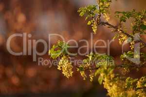 Flowering yellow honeysuckle bush with copyspace on bokeh copper background in a home garden. Delicate small blooms blossoming on a tree branch growing at sunset outside in a backyard or park.