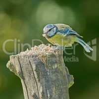 The Blue Tit. The Eurasian blue tit is a small passerine bird in the tit family Paridae. The bird is easily recognisable by its blue and yellow plumage..