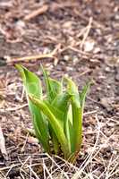 Closeup of green plant sprouts planted in soil in a garden. Gardening for beginners with plants about to bloom or blossom. The growth and development process of a tulip flower growing in spring