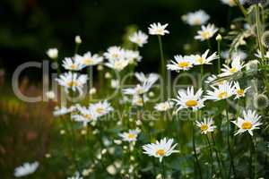 Daisy flowers growing in a lush green backyard garden in summer. White marguerite flowering plant blooming on a green field in spring. Flower blossoming on a field or park in the countryside