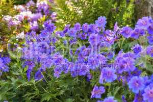 Purple flowers growing in a spring garden. Many bright cranesbill flowering plants contrasting in a green park. Colorful blossoms in an ornamental shrub. Beautiful perennial plants thriving in nature
