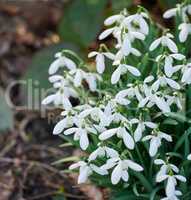 Galanthus woronowii growing in their natural habitat in a dense forest. White woronows snowdrop in the woods during summer or spring. Plant species thriving in a lush ecosystem outside in nature