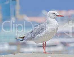 One seagull sitting on an old sea pier by the harbor. The European herring gull on the beach railing. A single bird looking for food by the seaside. Closeup of wildlife on the coastline