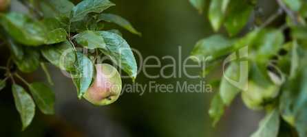 Closeup of red and green apples ripening on a tree in a sustainable orchard on a farm in a remote countryside. Growing fresh, healthy fruit produce for nutrition and vitamins on agricultural farmland