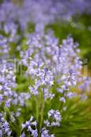 Vibrant Bluebell flowers growing in a backyard garden on a summer afternoon. A bunch of bright purple plants outdoors in a botanical forest. Detail of foliage blooming in nature during spring