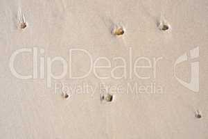 Pebbles and shells stuck in a wet sandy beach from above. Beautiful seashells which lodged in a sand and stone mixture on the coast. Textured and calming background for use as a scenic wallpaper