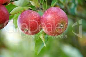 vibrant, healthy red apples growing on trees for harvest in a sustainable orchard outdoors on a sunny day. Juicy fresh and ripe produce growing seasonally and organically on a fruit plantation