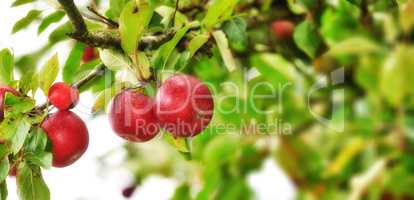 Closeup of red apples growing on green apple tree stem branch on sustainable orchard farm in remote countryside with bokeh background. Farming fresh and healthy snack fruit for nutrition and vitamins
