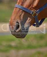 Closeup of a pet horse snout, head harness in remote grazing farm pasture. Texture, hair and nose detail of a domesticated brown stallion or mare in the countryside with copyspace. Equestrian riding