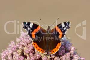 A beautiful garden butterfly sitting on the madar flower. Close up of a Red admirable with its wings wide open. Macro close-up of colorful creature in a park. Colorful Butterfly pollinating on madar.