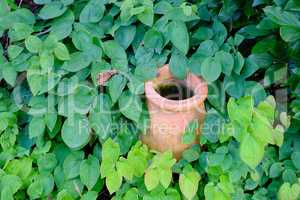 A brown colored vase is kept in the green lush garden. A vintage old pot covered with emerald green leaves. Clay pot surrounded by different types of plants with a green natural background.