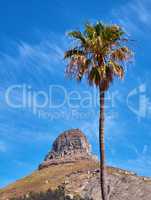 Copy space with Lions Head mountain in Cape Town, South Africa and a tall palm tree against a blue sky background. Beautiful and scenic panoramic of an iconic landmark and famous travel destination