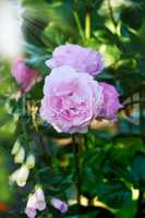 Beautiful pink rose budding on a tree in a garden. Closeup of a pretty summer flower growing in nature. Petals blossoming on a floral plant. Flowerhead blossoming in a park in spring